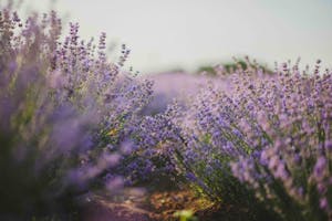 Explore the tranquil beauty of a lavender field in full bloom under the daylight.